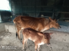 বাছুরসহ গাভী গরু বিক্রি করা হবে